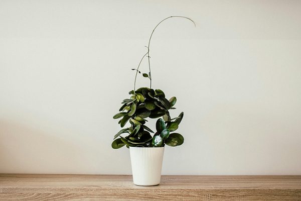 Evde Bitki Yetiştirmenin Psikolojik Faydaları